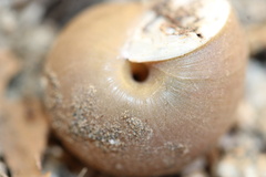 Helminthoglypta traskii