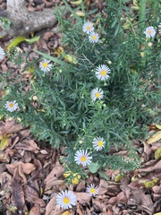 Felicia erigeroides