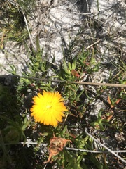 Lampranthus bicolor