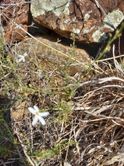 Jamesbrittenia tysonii