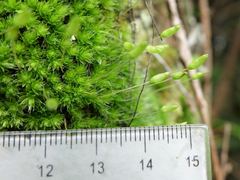 Leptostomum macrocarpum