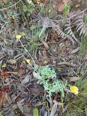 Helichrysum odoratissimum