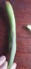 Philodendron