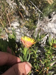 Lampranthus bicolor