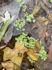 Callitriche stagnalis