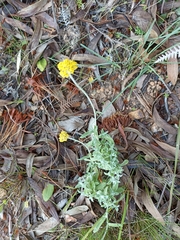 Helichrysum odoratissimum