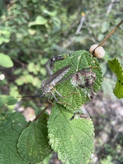 Acanthocephala alata