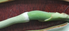 Philodendron