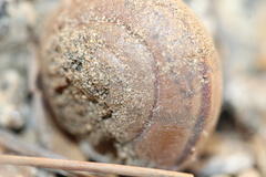 Helminthoglypta traskii