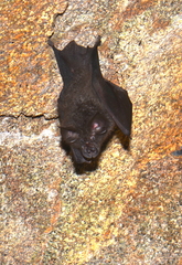 Rhinolophus luctus