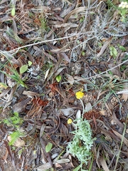 Helichrysum odoratissimum