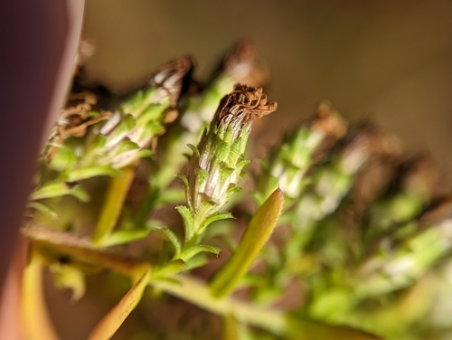 white heath aster (Symphyotrichum ericoides)