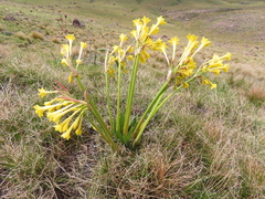 Cyrtanthus flanaganii