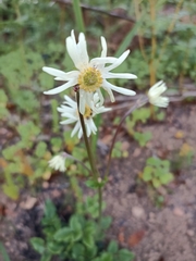 Knowltonia anemonoides