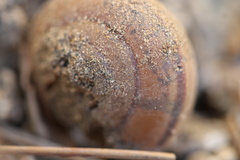 Helminthoglypta traskii