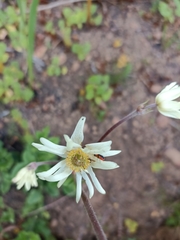 Knowltonia anemonoides