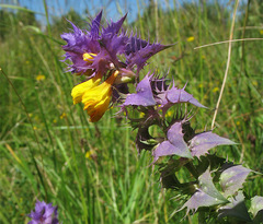 Melampyrum polonicum