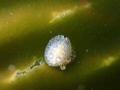 Corambe pacifica
