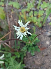 Knowltonia anemonoides