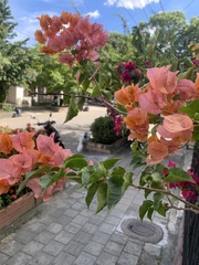 Bougainvillea