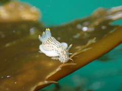 Polycera atra