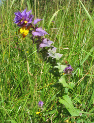 Melampyrum polonicum