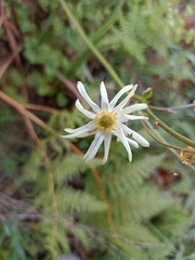 Knowltonia anemonoides