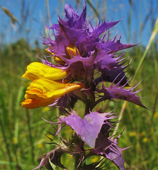 Melampyrum polonicum