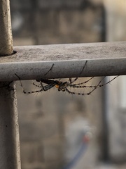 Peucetia rubrolineata