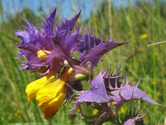 Melampyrum polonicum