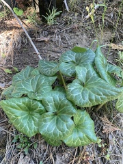 Asarum hartwegii