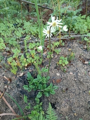 Knowltonia anemonoides