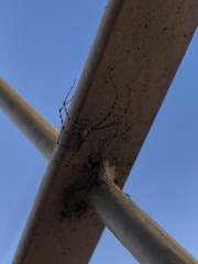 Peucetia rubrolineata