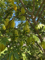 Averrhoa carambola