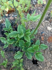 Knowltonia anemonoides