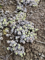 Raoulia parkii