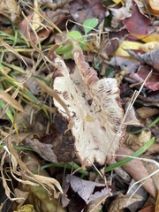 Laccaria ochropurpurea