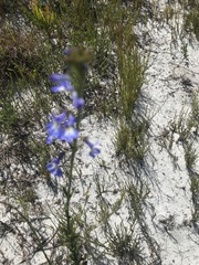 Lobelia comosa