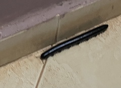 Archispirostreptus syriacus