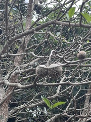 Tabernaemontana elegans