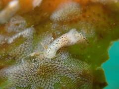 Polycera atra