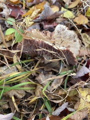 Laccaria ochropurpurea