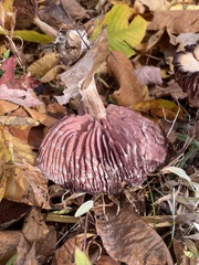 Laccaria ochropurpurea