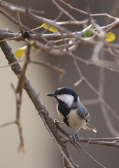 Parus cinereus