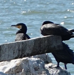 Phalacrocorax carbo