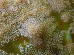 Corambe steinbergae