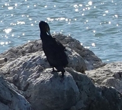 Phalacrocorax carbo
