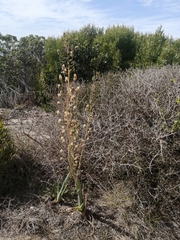 Albuca canadensis