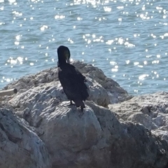 Phalacrocorax carbo