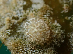 Corambe steinbergae